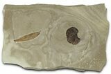 Fossil Leaf (Cedrelospermum & Limnobiophyllum) Plate - Utah #325589-1